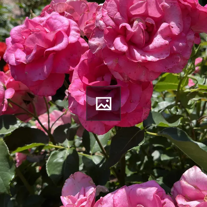 Vibrant pink roses in bloom