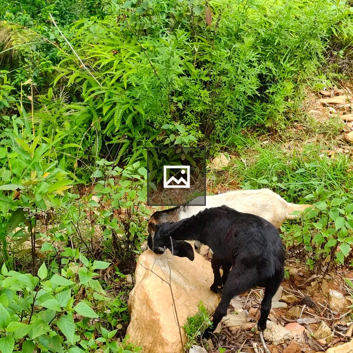 Goats Grazing Near Rock