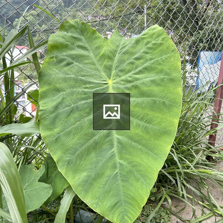 Heart-shaped Green Leaf
