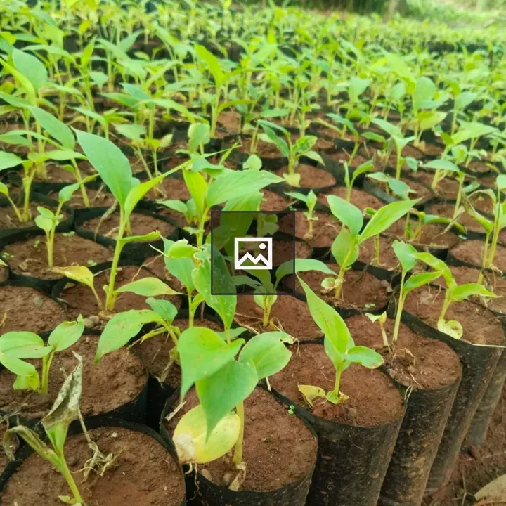 Close-up of young green plants in nursery bags