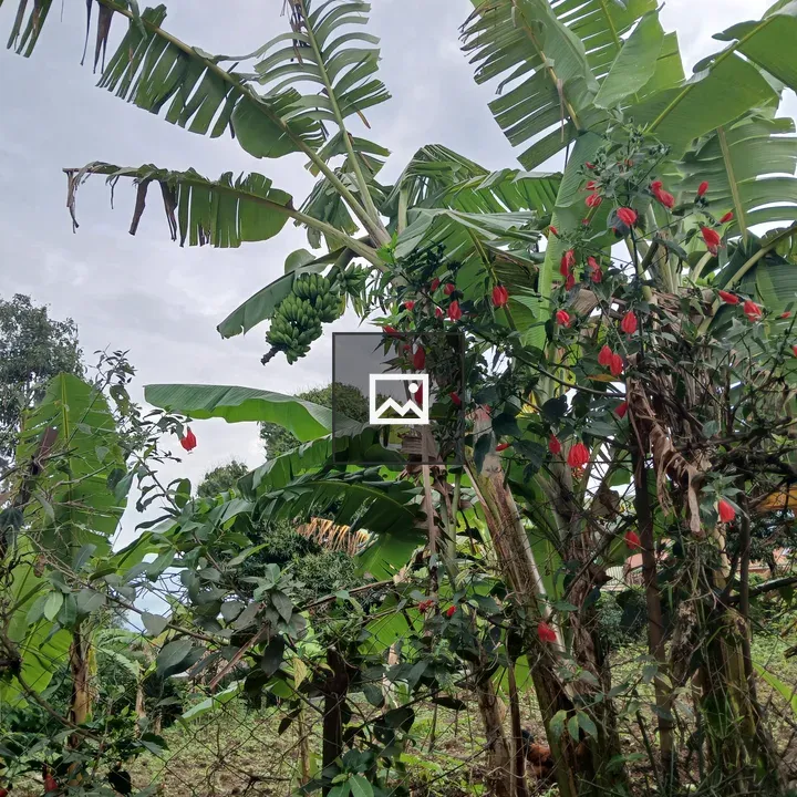 Tall banana plants with hanging bananas