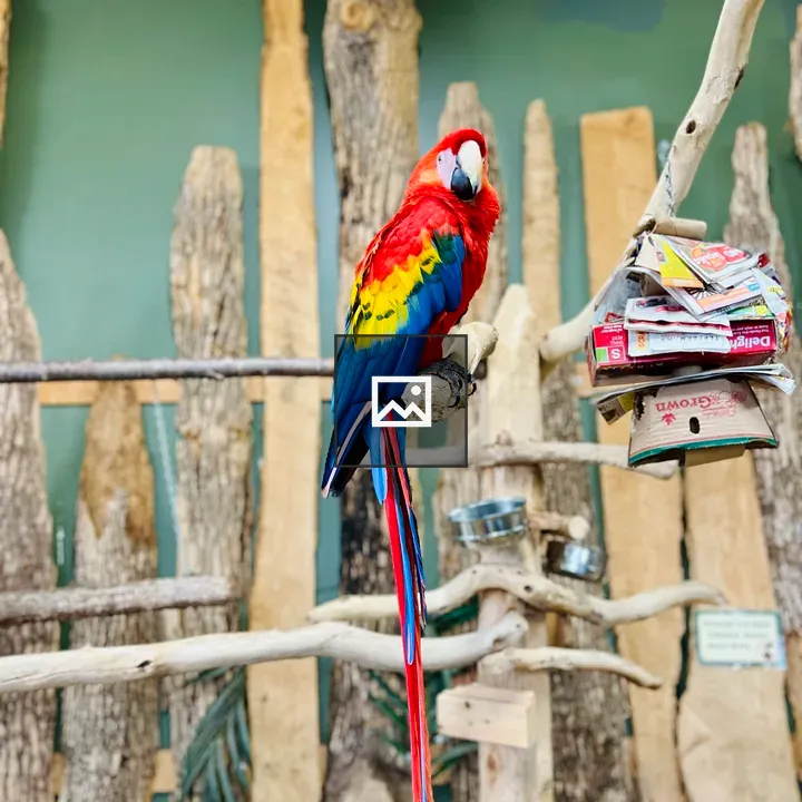 Scarlet macaw on a branch