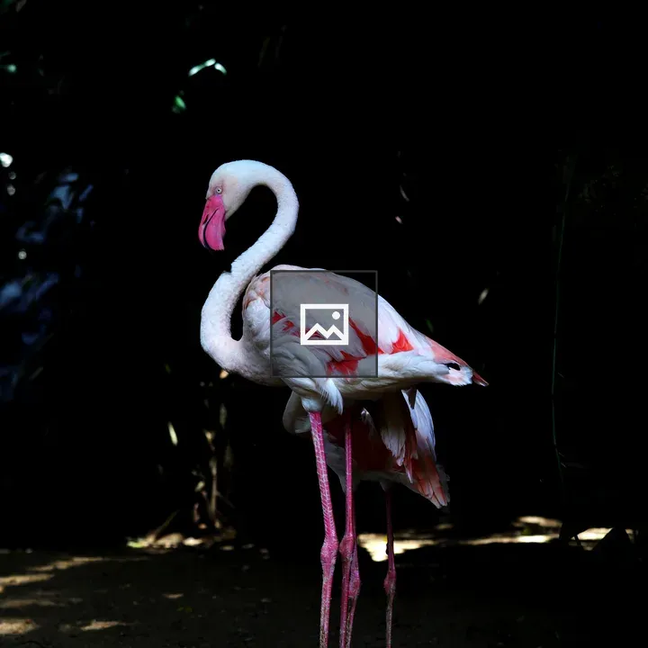 Greater flamingo