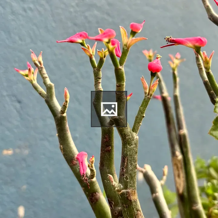 Succulent with Pink Flowers