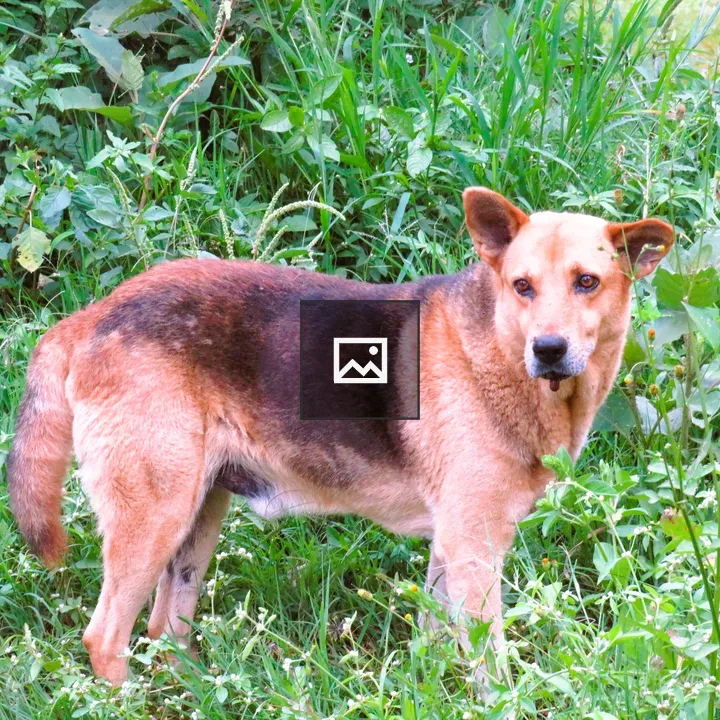 Tan dog in tall grass
