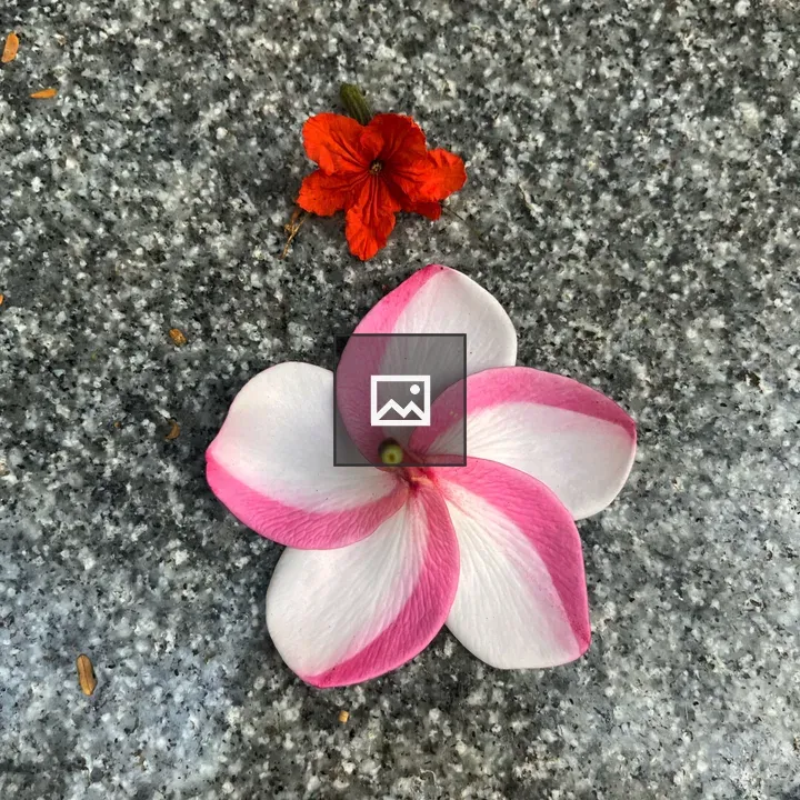 Frangipani Flower on the Floor