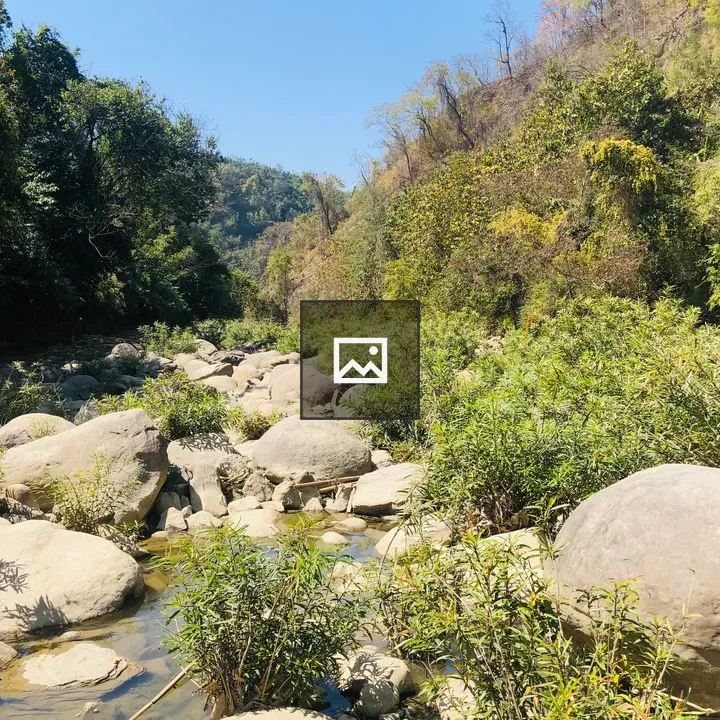Rocky stream in green scene