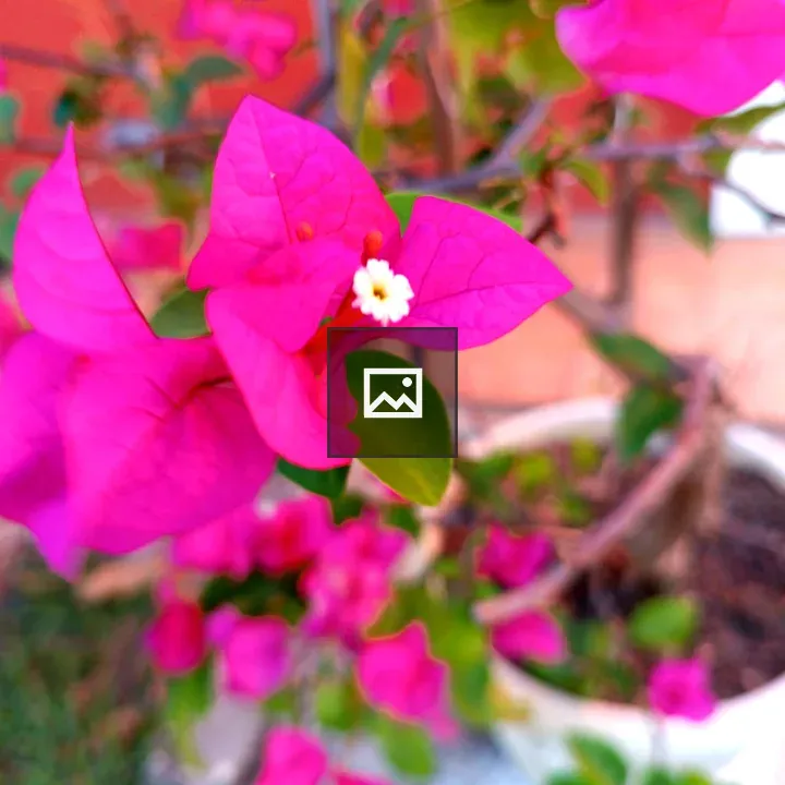 Bougainvillea Close-Up in Pink