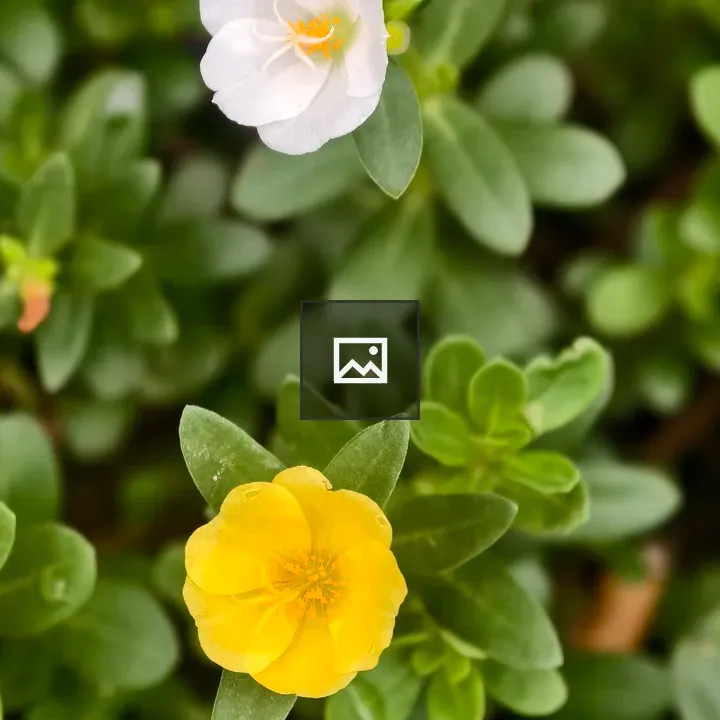 Two Flowers Blooming