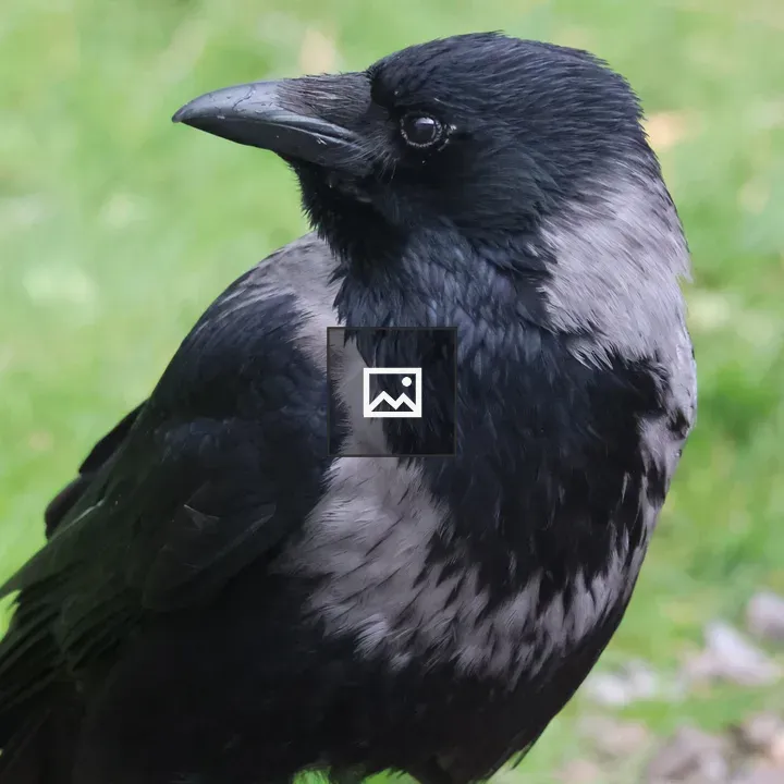 Hooded Crow Close-Up