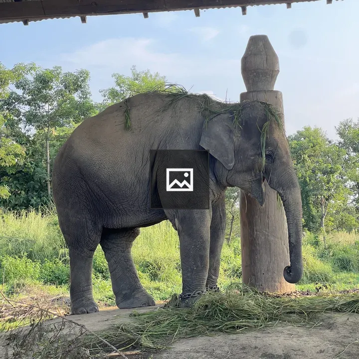 Elephant near wooden post