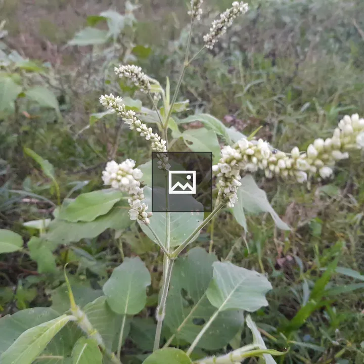 White Flowers on Grass Plant