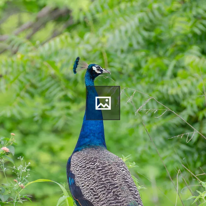 Peafowl in Profile