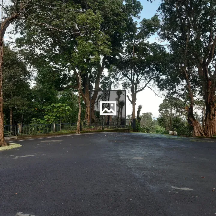 Village Road with Trees