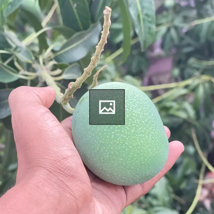 Rajshahi Mango in Garden