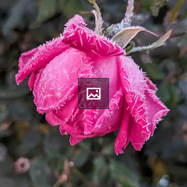 Frosted Pink Rose