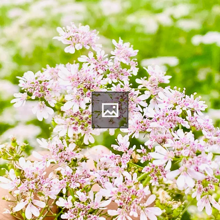 Small pink coriander flowers