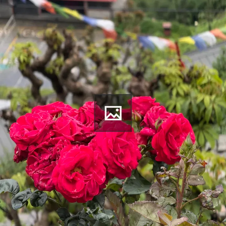 Vibrant red roses and prayer flags