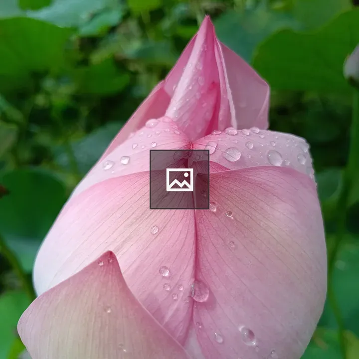 Rain drops on Lotus petals