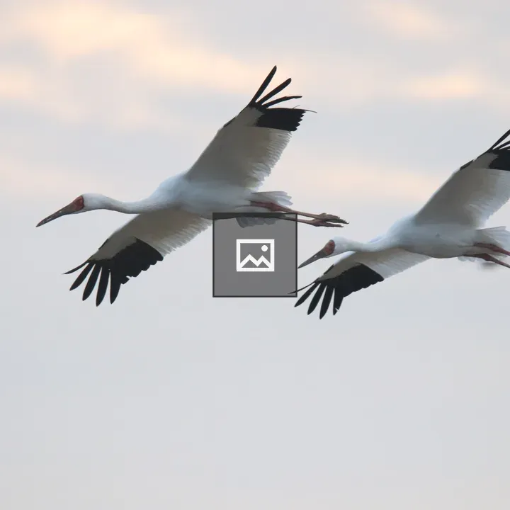Two Siberian Cranes in Flight