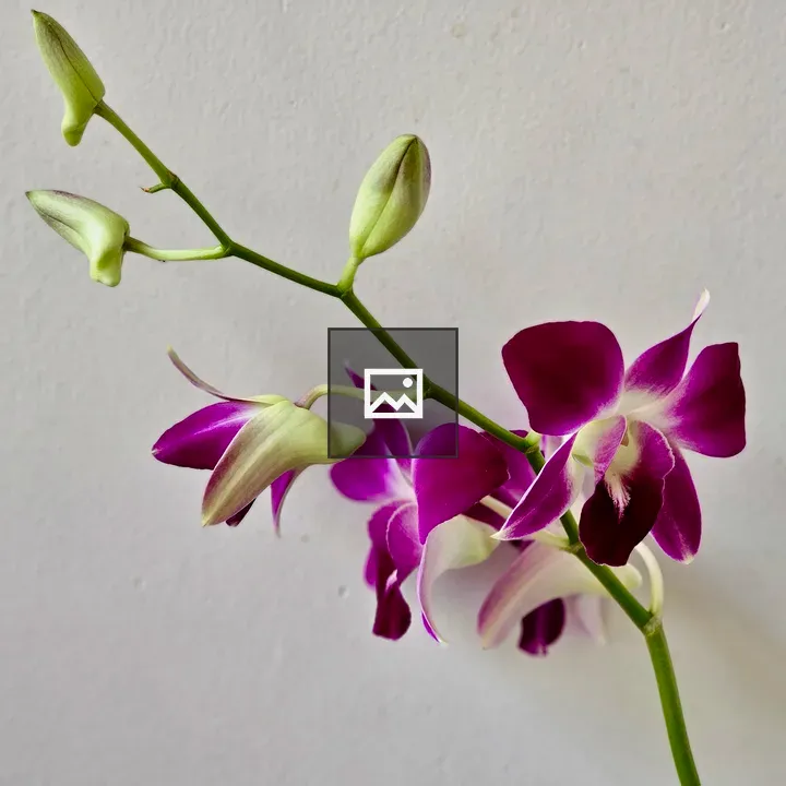 Dendrobium orchid stem