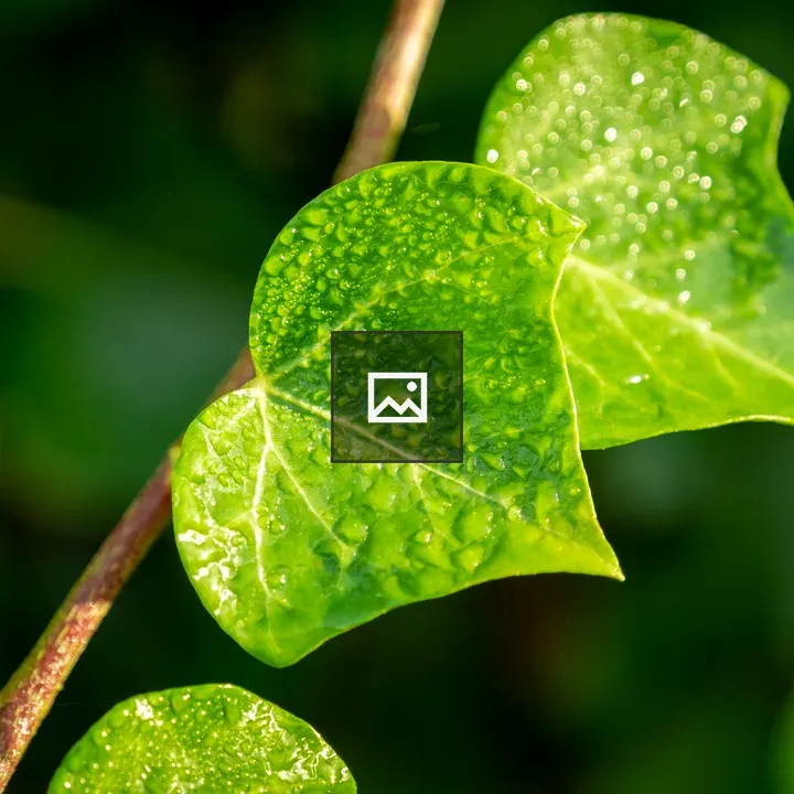 Drops on a Leaf