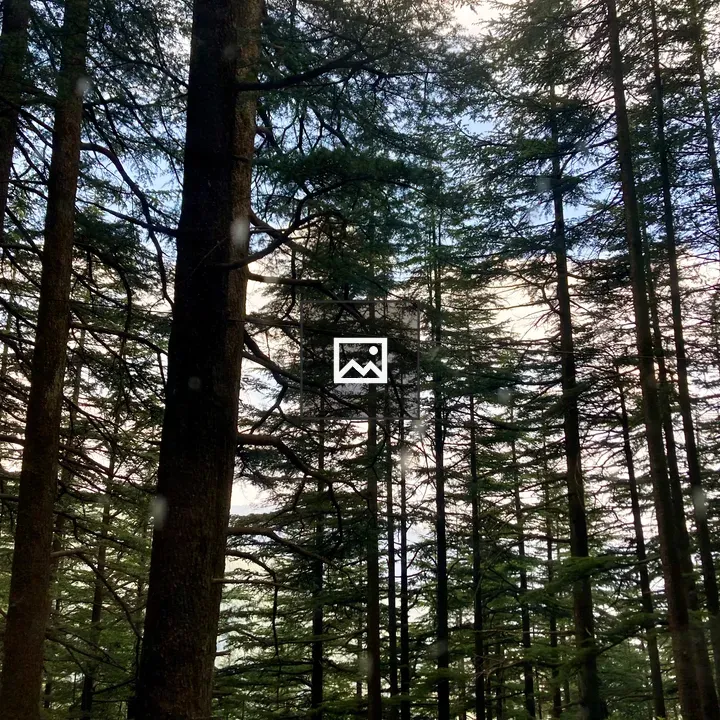 Pine Trees Landscape
