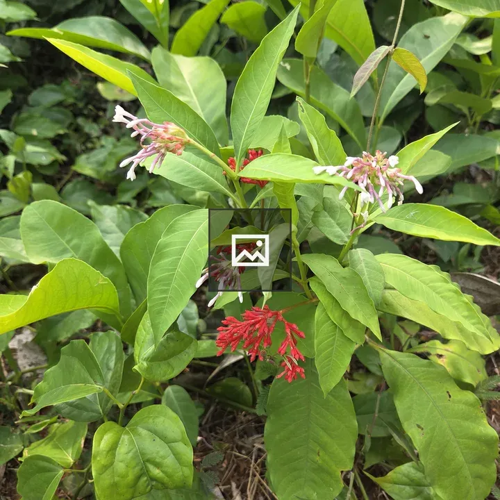 Indian snakeroot plant