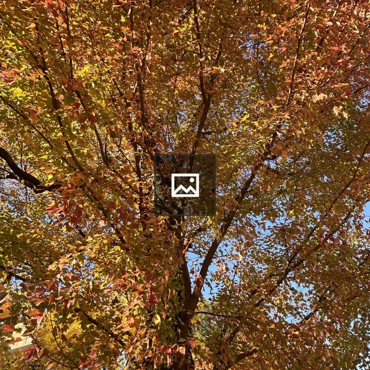 Autumn colors tree