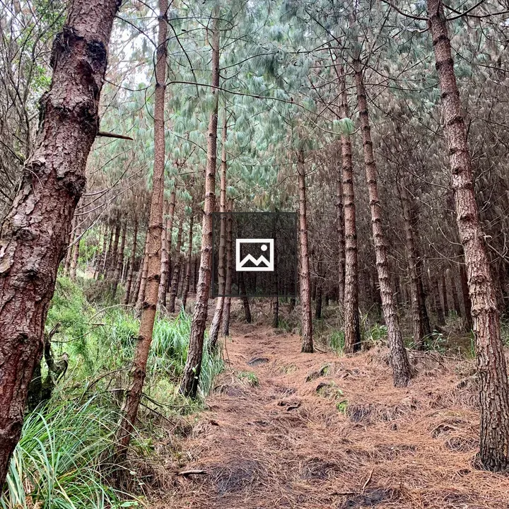 Pine Forest Path To Mountain