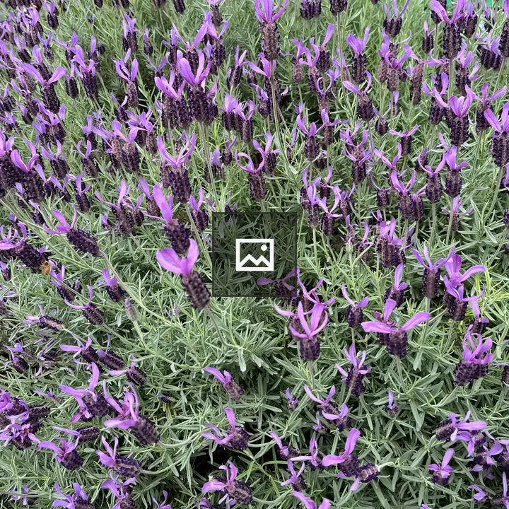 French Lavender Flowers