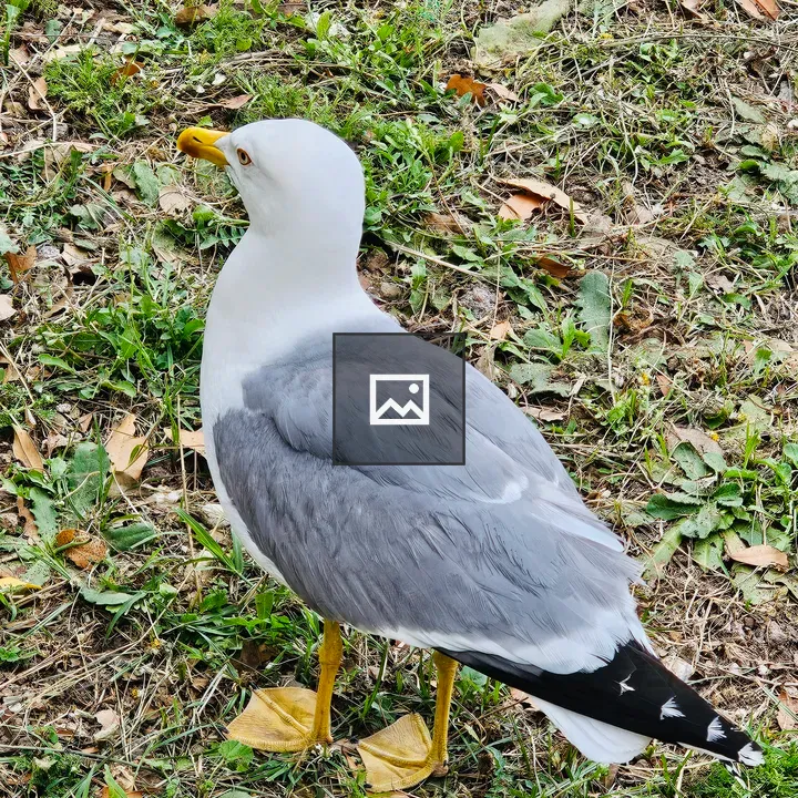 Seagull on Grass Patch