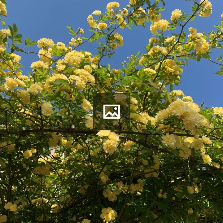 Yellow Flowers Cluster
