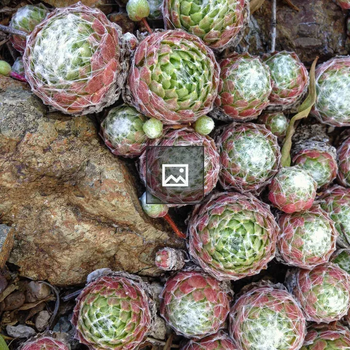 Closeup of hairry succulents