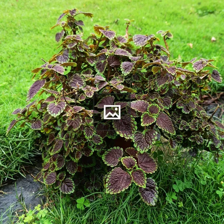 Bushy Coleus Plant