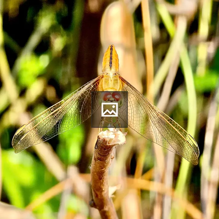Dragonfly close view
