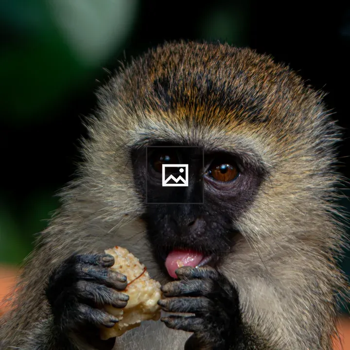 Vervet Monkey Close-Up Portrait