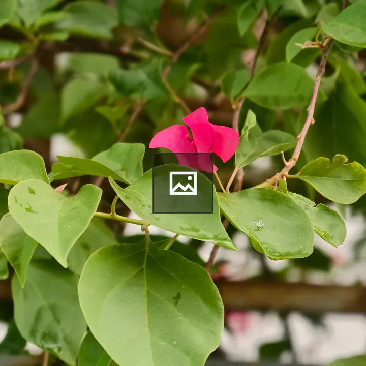 Deep red rose with white rose bud