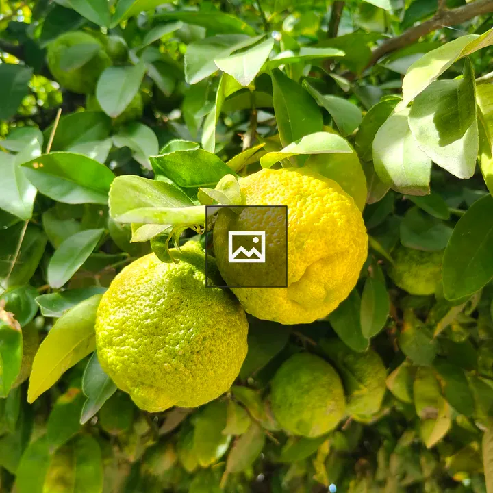 Two lemons on green leaves
