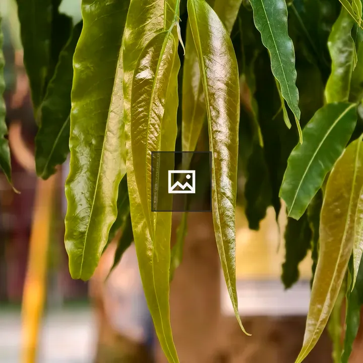 Ashoka tree leaves close-up