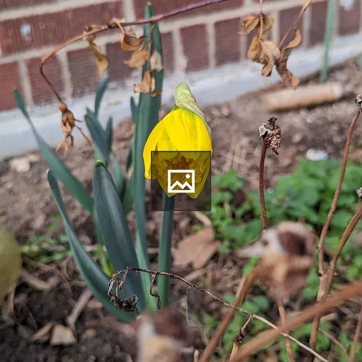Daffodil in Front of Brick Wall