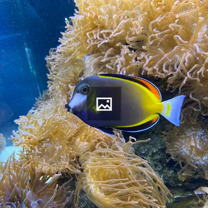 Acanthurus japonicus underwater