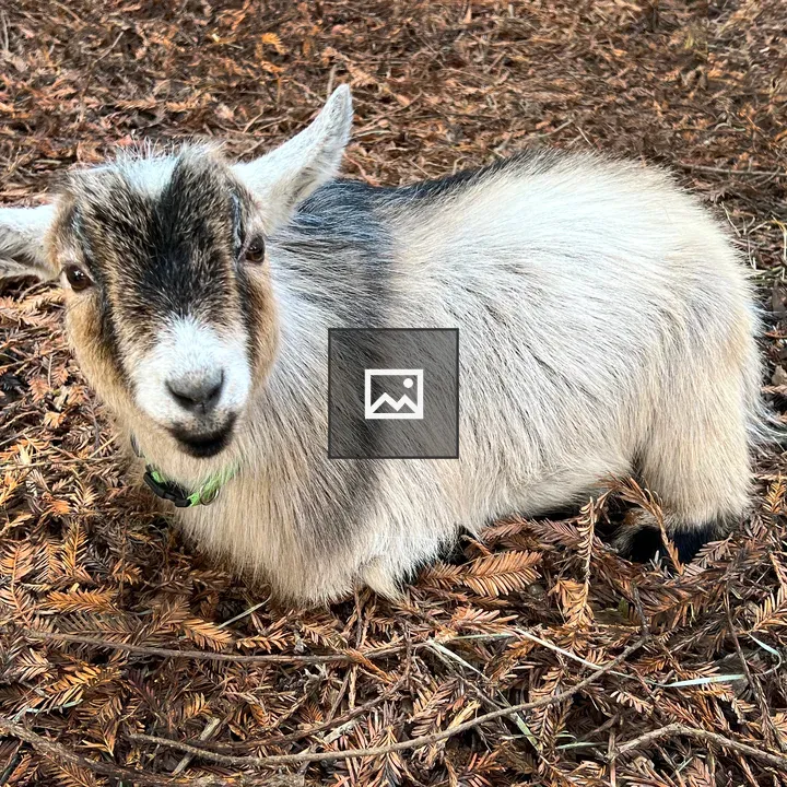 Pygmy Goat