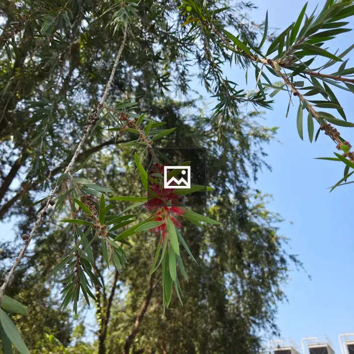 Green Leaves with Red Flower