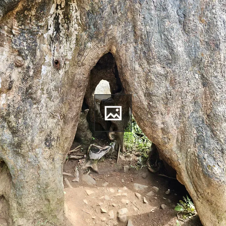 Natural tunnel in tree roots