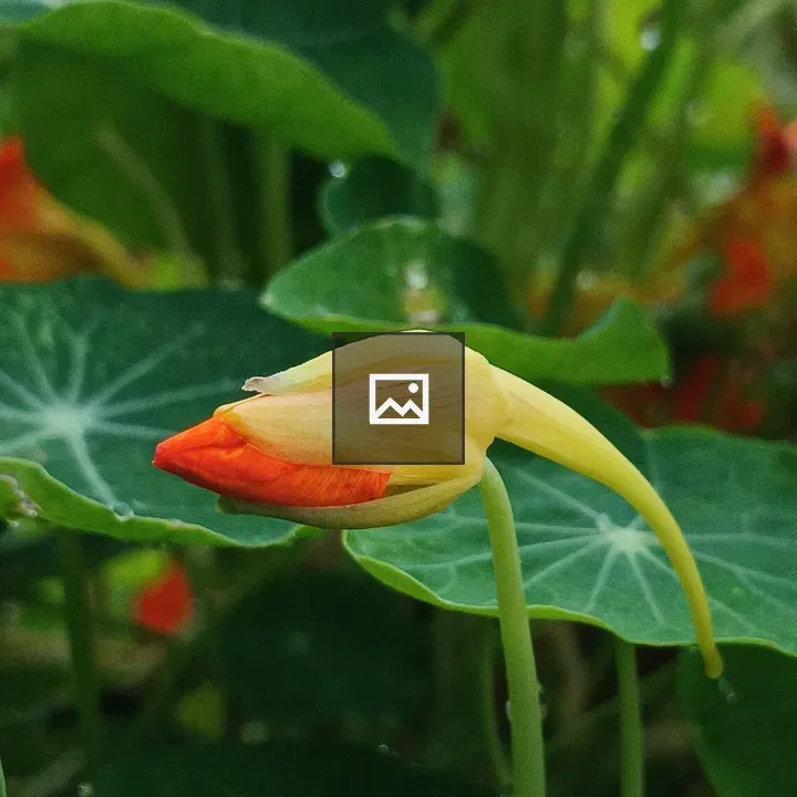 Nasturtium flower bud close-up
