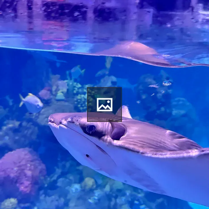 Grey stingray in aquarium