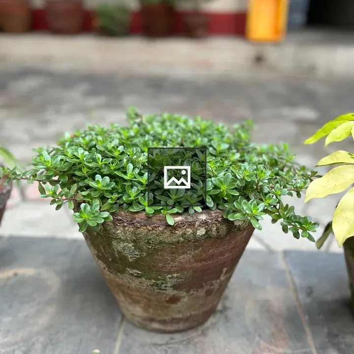 Rustic terracotta pot with green foliage