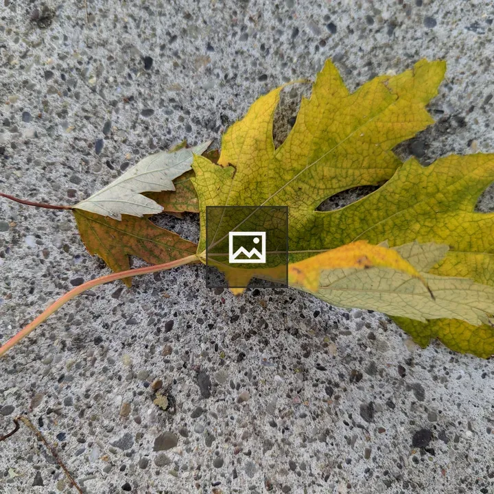 Yellow and orange leaf on ground
