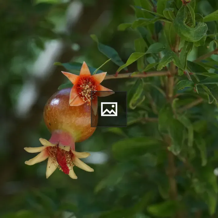 Blossoming flower